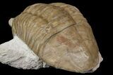 Asaphus Plautini Trilobite - Russia #165444-4